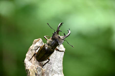 Miyamakwa Eta's Maleの写真素材