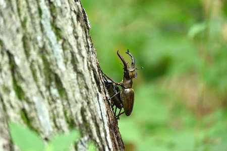 Male and female mammakwataの写真素材