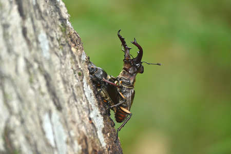 Male and female mammakwata