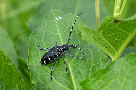 Long-horned beetleの写真素材