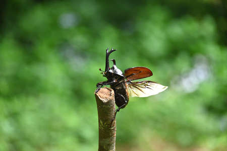 The moment the beetle flies
