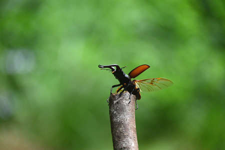 The moment a stag flies
