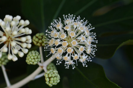 Fatsia japonica, entice