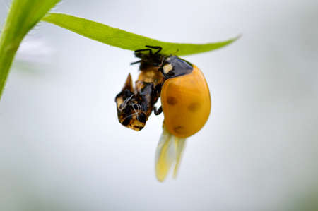 a newly emerged ladybugの写真素材