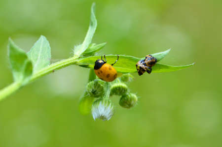 a newly emerged ladybugの写真素材