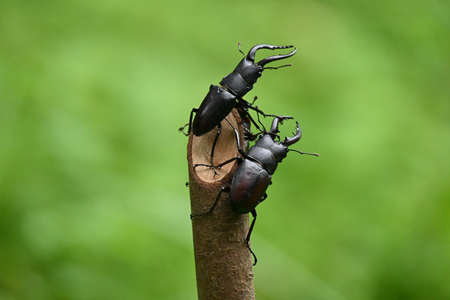 Proscopocoilus inclinatusの写真素材