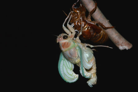 Cicada shedding and emergenceの写真素材