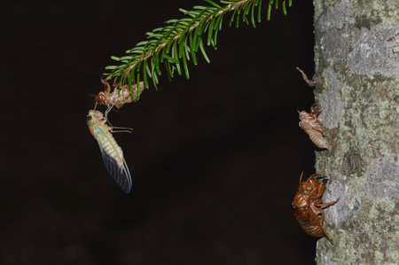 Cicada shedding and emergenceの写真素材