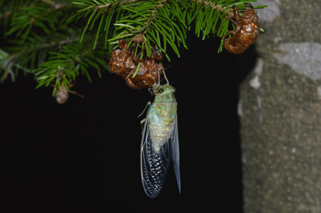 Cicada shedding and emergence