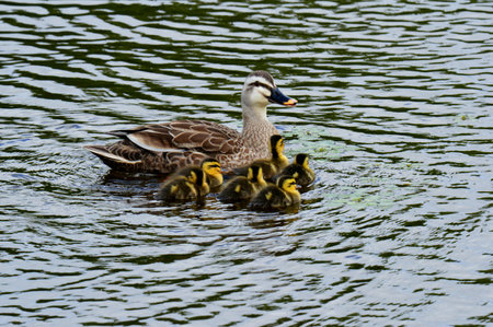 Spot-billed duck parent and childrenの写真素材
