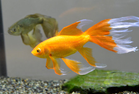 Ironfishの写真素材