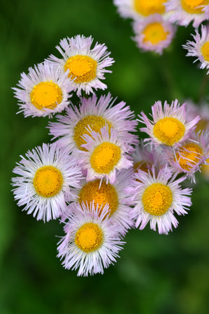 Philadelphia fleabaneの写真素材