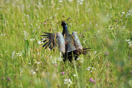Pheasant is the national bird of Japan