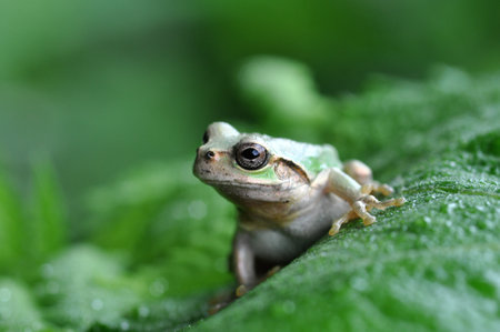 Japanese tree frog