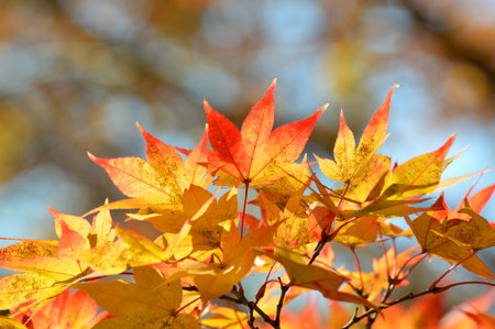 maple leaf