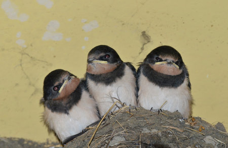 swallow chickの写真素材