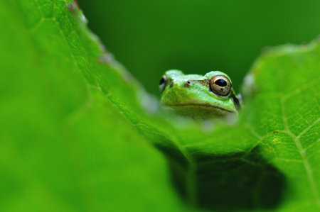 Forest Green Tree Frog