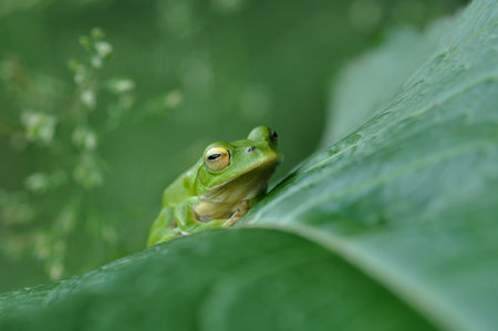 Schlegel's green tree frog on a leafの写真素材