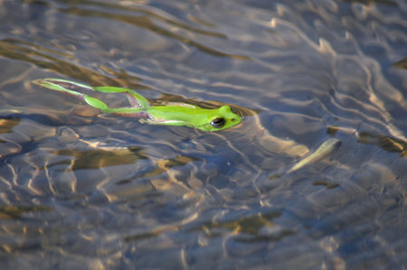 Schlegel's green tree frog in the water. Animal in nature.