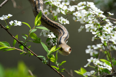 Close up of a snake on a tree branch with white flowers.の写真素材