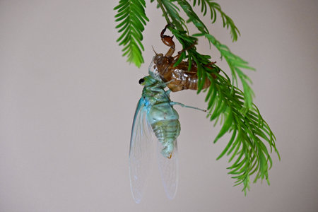 Cicada molting,Emergence of cicada