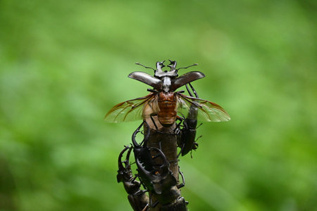 The moment when the stag beetle flies