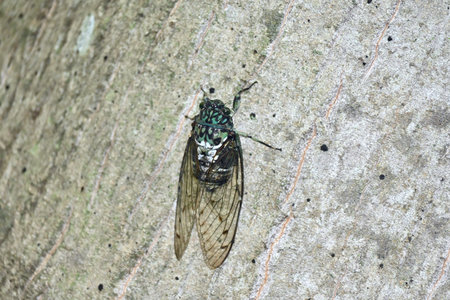 a cicada on a tree in the forest
