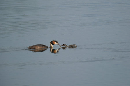 Crested Grebe raising chicks