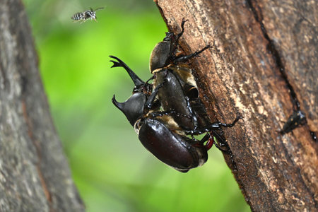 Rhinoceros beetle on tree