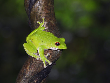 Green Tree Frog (Hyla arborea) on a branch
