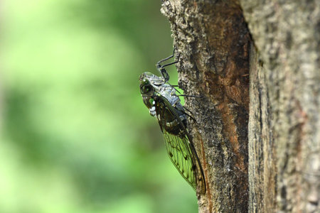 Cicada malting on a tree in the forest