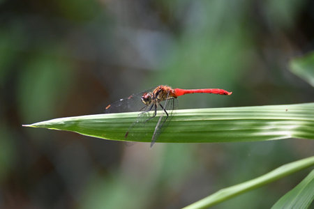 Red dragonfly on a leaf in the forest, closeup of photo