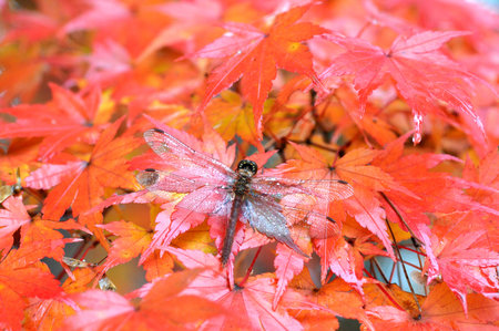 Dragonfly on red maple leaf in autumn season at Sendai Japan.の写真素材