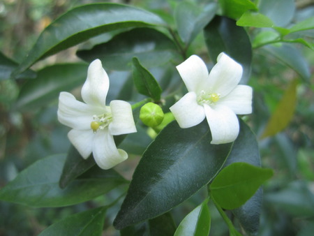 couple of orange jessamine flowers(cosmetic bark tree, satin-wood)