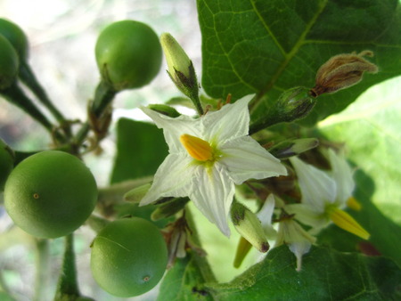 solanum torvum flower (pea aubergine)の写真素材