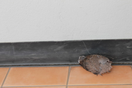 alone young bird sitting on tiled floorの写真素材