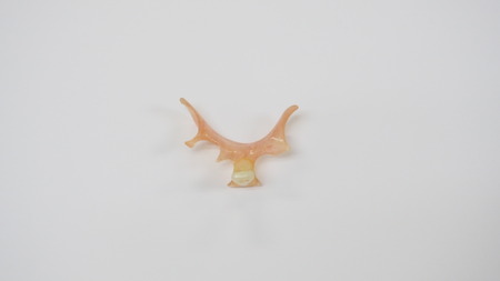 removable partial denture on white background