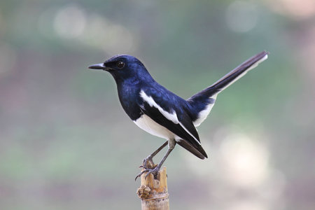 Oriental Magpie Robinの写真素材
