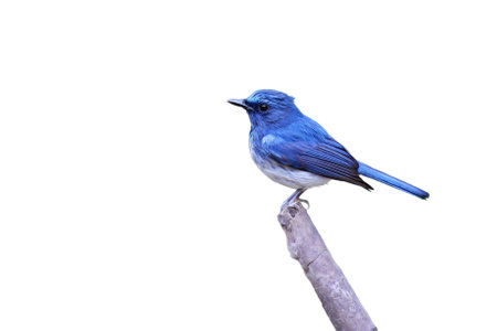 Hainan blue flycatcher on a white backgroundの写真素材