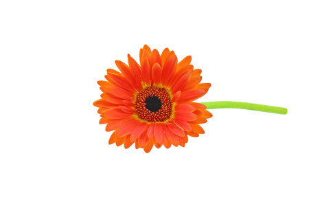 Orange gerbera on a white backgroundの写真素材