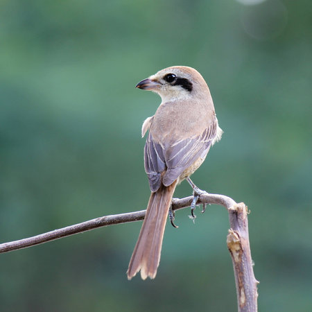 Beautiful  bird (Brown Shrike, Lanius cristatus) green backgroundの写真素材