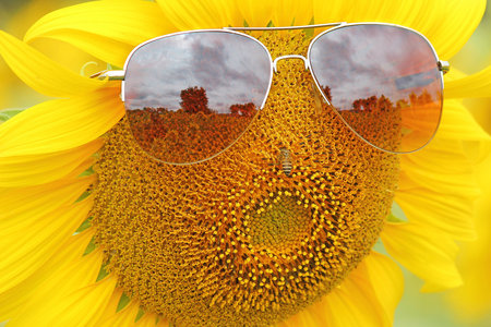 sunglasses sunflowers plantation fieldの写真素材