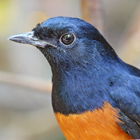 male White-rumped Shama (Copsychus malabaricus)の写真素材