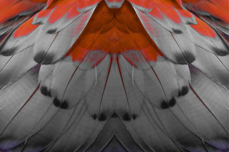 Colorful feathers, feathers background texture