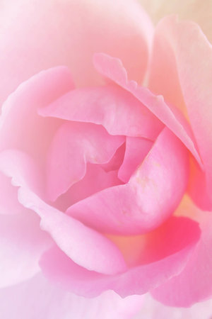 flower on soft pastel color in blur styleの写真素材