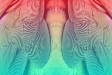 colorful feathersの写真素材