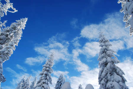snowy pine forestの写真素材