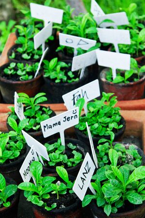 planter vaseの写真素材