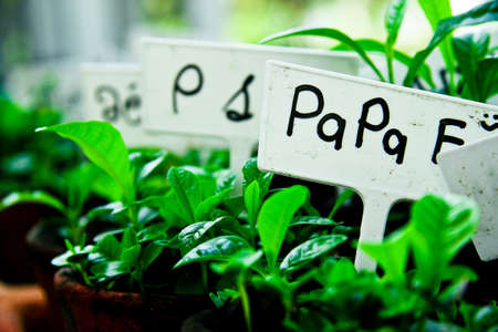 Planter boxの写真素材