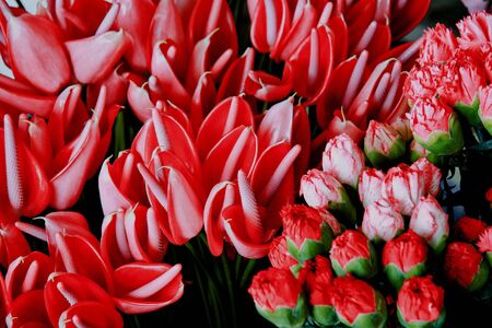 rosesの写真素材